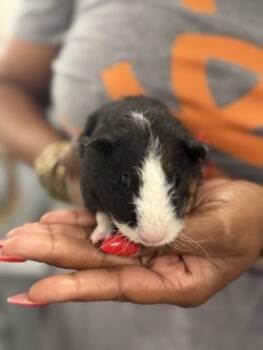 Rescue Guinea Pig Guinea Pigs for Adoption in Savannah, Georgia - Larry | PetCurious